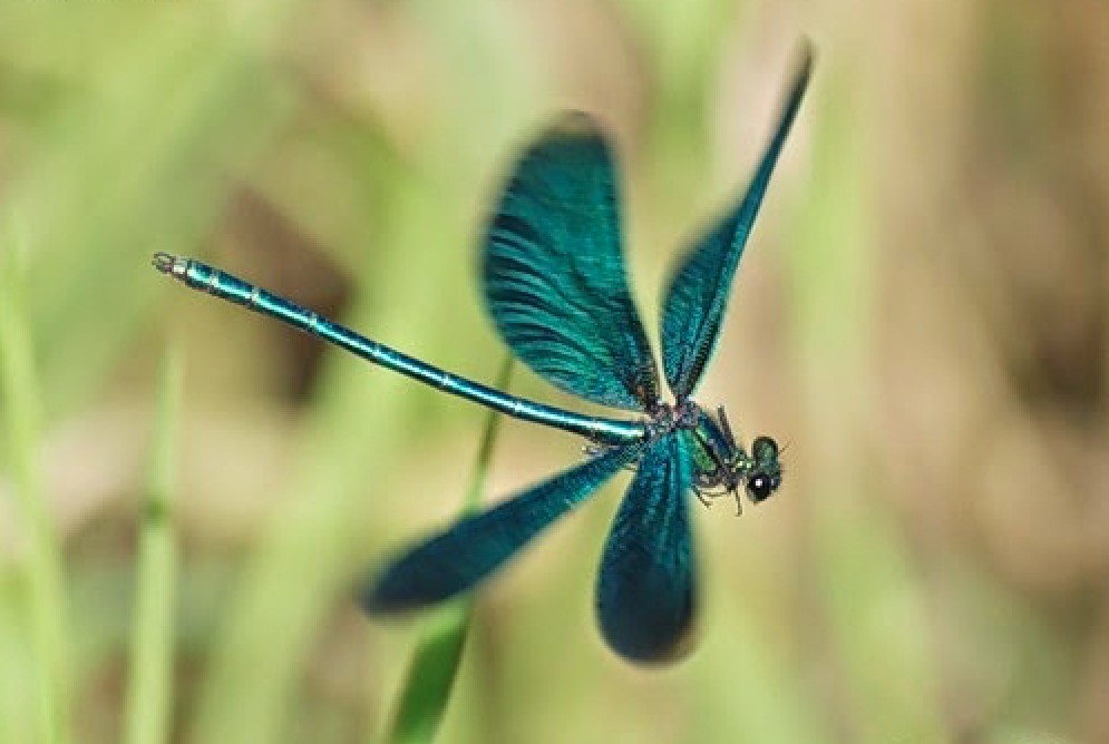 dragon-fly